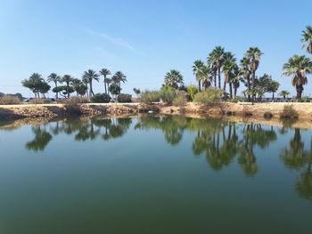 Reflection of palm trees on lake against sky