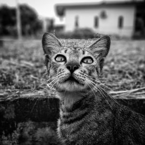 Close-up portrait of tabby cat