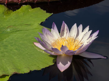 Close-up of lotus water lily in pond