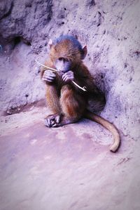 View of baby sitting on rock