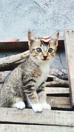 Portrait of cat sitting on wood