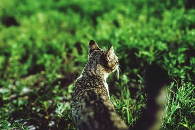 Cat looking away on field