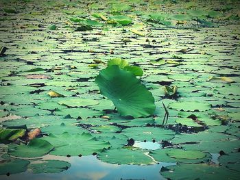 Close-up of leaf floating on water