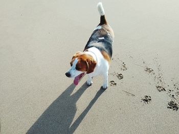 High angle view of dog on beach