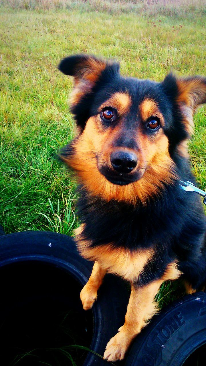 animal themes, one animal, pets, dog, mammal, domestic animals, grass, portrait, looking at camera, sitting, field, high angle view, close-up, animal head, outdoors, day, pet collar, holding, nature, wildlife