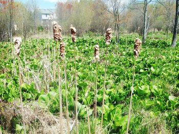 Plants growing on field