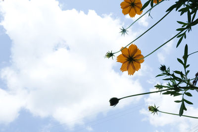 Low angle view of flowering plant against sky