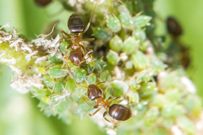 Close-up of bee on plant