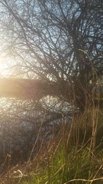 Grass growing in sunlight