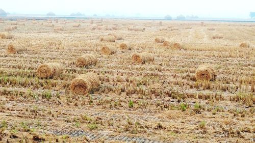 Hay bales on field against sky