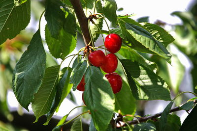 Close-up of cherries growing on tree