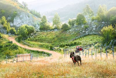 View of a dog on field against countryside road and mountain