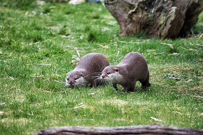 Otters walking on grassy field at zoo
