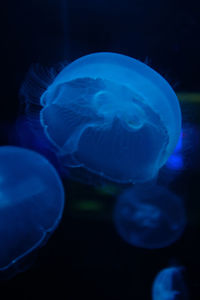 Close-up of jellyfish in sea