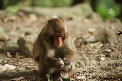 Monkey on rock