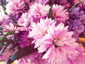 Close-up of pink flowers