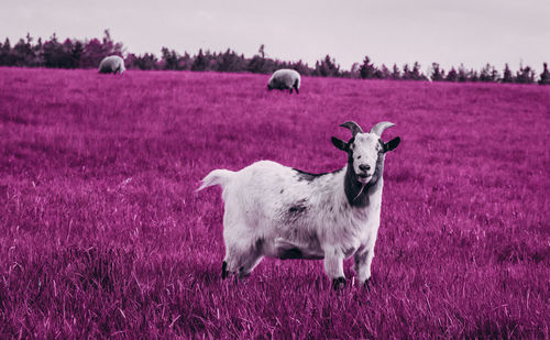 Horse standing on field