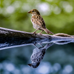 Close-up of bird perching on branch