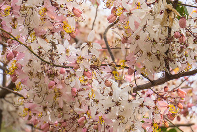 Close-up of cherry blossoms in spring