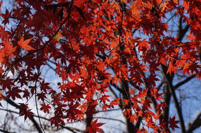 Close-up of maple leaves on tree during autumn