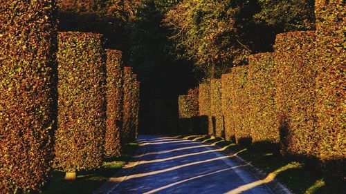 Street amidst trees during autumn