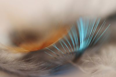 Macro shot of peacock