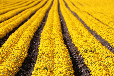 Rows of golden yellow marigold flowers growing in a field.