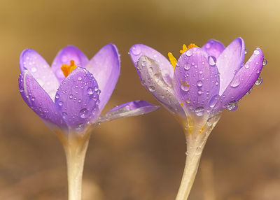 Close-up of wet purple flower