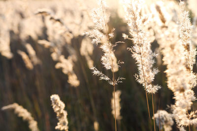 Close-up of golden pampas grass with sunbeams. minimalistic natural composition outdoors, dry 
