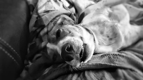 Close-up of dog relaxing on bed at home