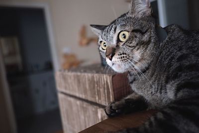 Close-up portrait of a cat looking away at home