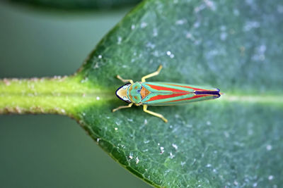 Close-up of insect on leaf