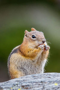 Close-up of squirrel sitting outdoors