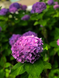 Close-up of purple flowering plant