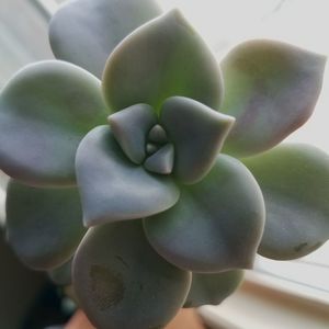 Close-up of succulent plant