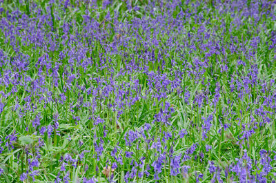 Full frame shot of purple flowering plants on field