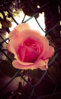 Close-up of pink rose