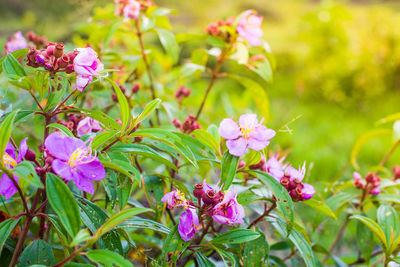 Close-up of pink flowering plants