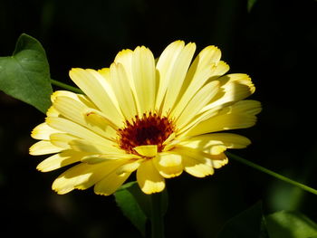 Close-up of yellow flower