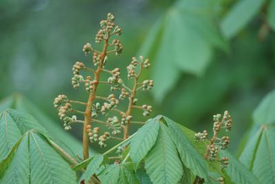 Close-up of flowering plant