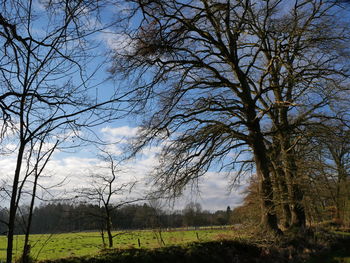 View of bare trees in field