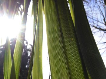 Low angle view of palm trees