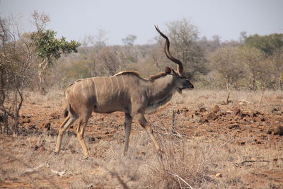 Side view of goat standing on field