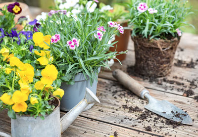 Close-up of potted plant