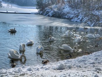 Swans swimming in lake during winter