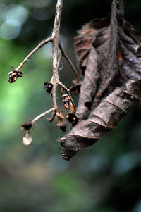 Close-up of twig on branch