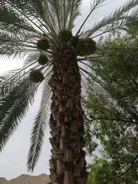Low angle view of palm trees