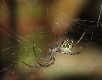 Close-up of spider on web