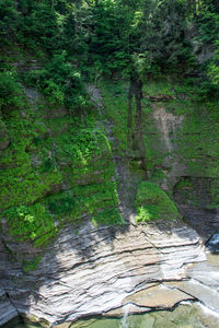 Scenic view of waterfall in forest