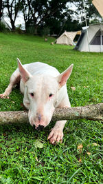 Portrait of dog on field